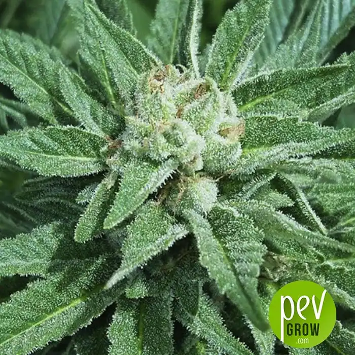 Wifi planta - Phat Panda