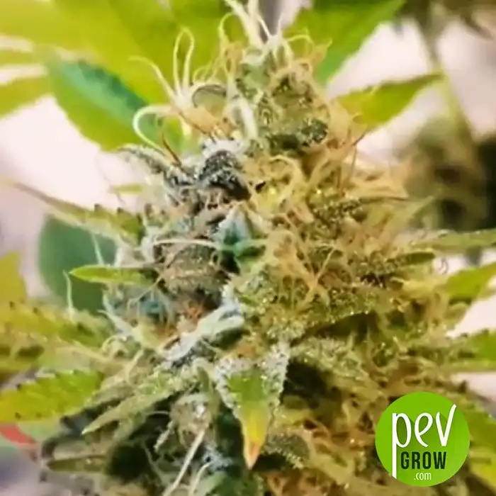 Northern Light Auto - Xtreme Seeds