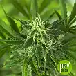 Auto OG Kush Express - Xtreme Seeds Auto OG Kush Express - Xtreme Seeds