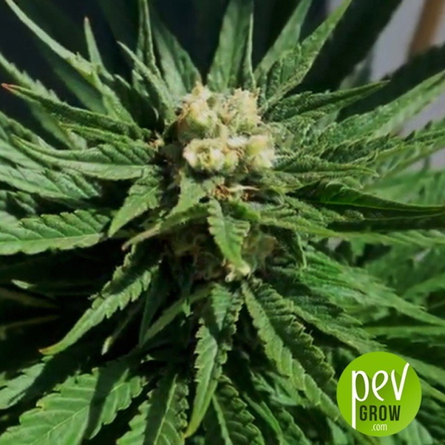 Green Poison F1 Fast Version® - Sweet Seeds 1
