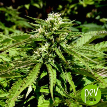 Auto Super Big High Mass