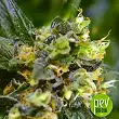 Indigo Berry Kush Sweet Seeds