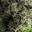 Auto Galaxy by Pyramid Seeds.