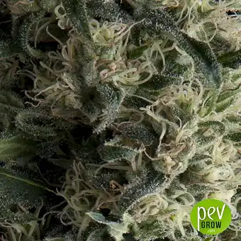 Auto Galaxy by Pyramid Seeds.