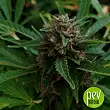 Jack 47 F1 Fast Version Sweet Seeds