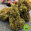 Tangerine Auto bud - Xtreme Seeds Tangerine Auto bud - Xtreme Seeds