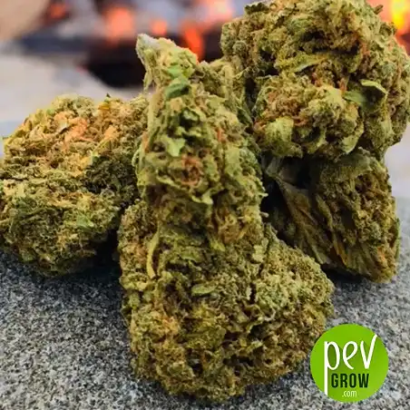 Tangerine Auto bud - Xtreme Seeds