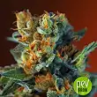 San Fernando Lemon Kush Sweet Seeds