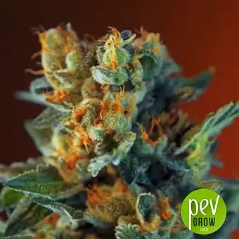 San Fernando Lemon Kush Sweet Seeds