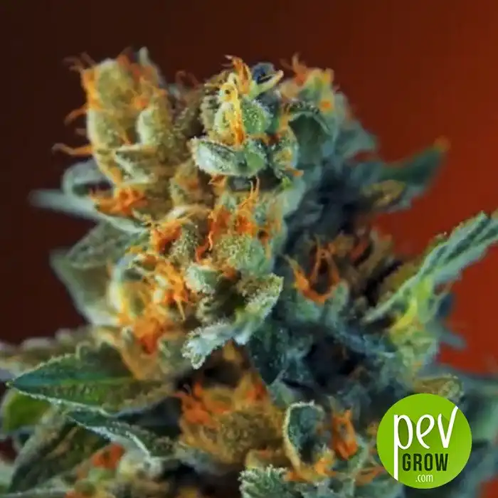 San Fernando Lemon Kush Sweet Seeds