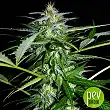 Tangerine Auto - Xtreme Seeds Tangerine Auto - Xtreme Seeds