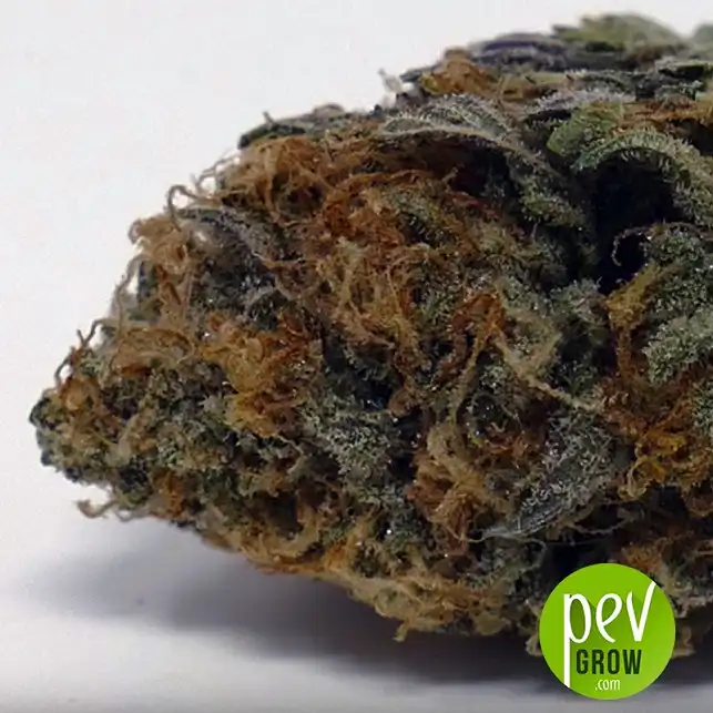 Violator Kush cogollo - Barney's Farm