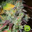 Violator Kush - Barneys Farm 1 Violator Kush - Barneys Farm 1