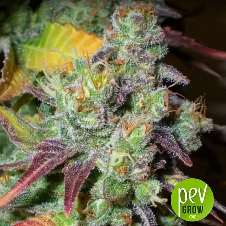 Violator Kush - Barney's Farm