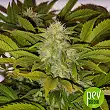 Black Russian - Delicious Seeds