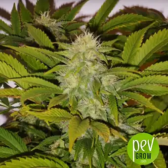 Black Russian - Delicious Seeds