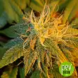 Black Russian flower - Delicious Seeds