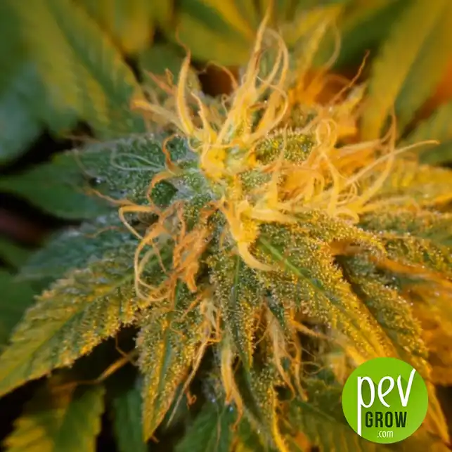 Black Russian fleur - Delicious Seeds