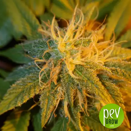 Black Russian flower - Delicious Seeds