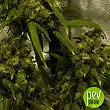 Sweet Cheese F1 Fast Version Sweet Seeds