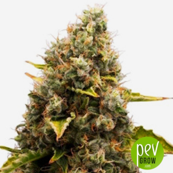 CBD Jam