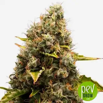 CBD Jam - Delicious Seeds