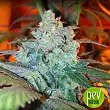Critical Sensi Star - Delicious Seeds
