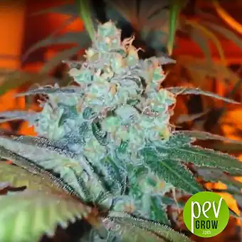 Critical Sensi Star - Delicious Seeds