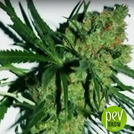 Critical Super Silver Haze 2 - Delicious Seeds