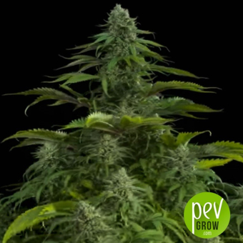 Big Kush