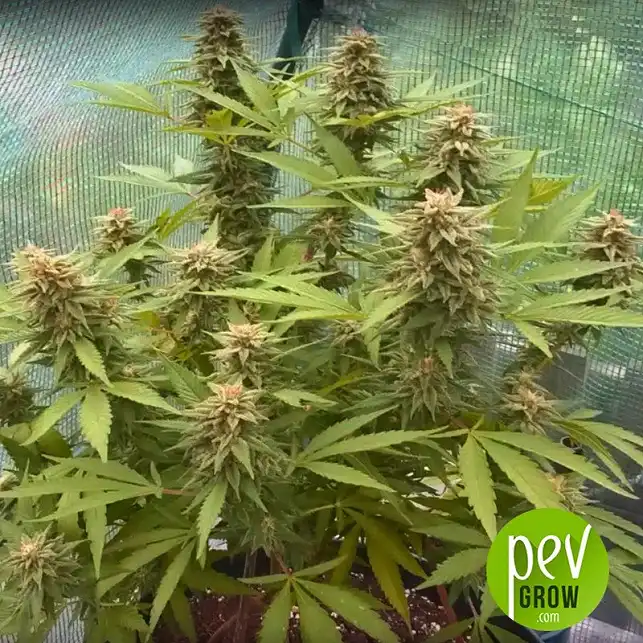 Delicious Candy planta - Delicious Seeds