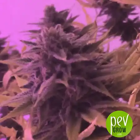 Marmalate plant - Delicious Seeds