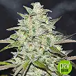 Marmalate Regular - Delicious Seeds