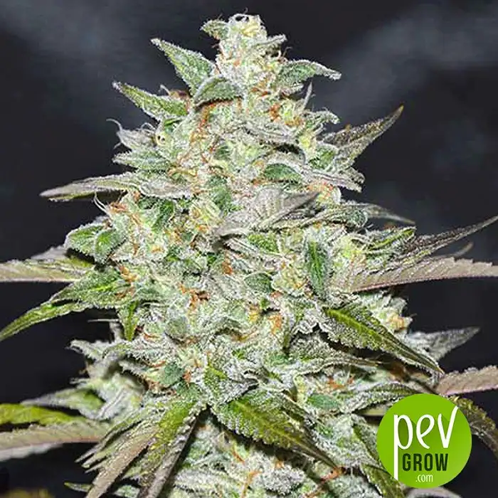 Marmalate Regular - Delicious Seeds