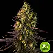 Dinamed CBD Dinafem Seeds