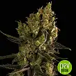 Early Amnesia CBD Dinafem Seeds