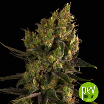 Early Amnesia CBD