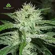 speed bud auto female seeds