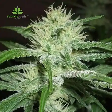Cogollo variedad speed bud auto female seeds