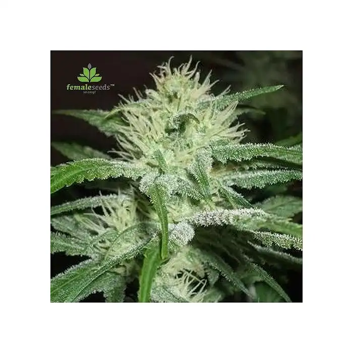 speed bud auto female seeds