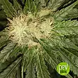 Lemon Skunk - Green House 1