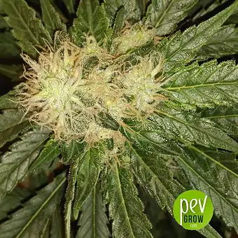 Lemon Skunk - Green House 1