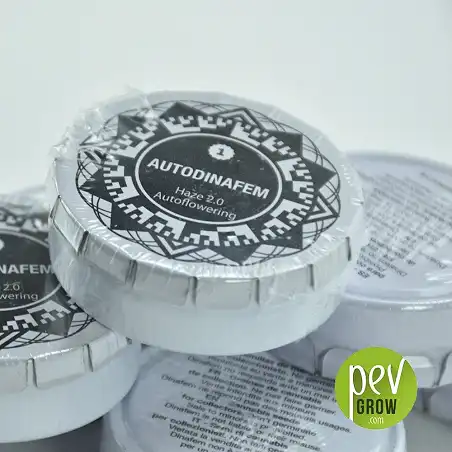 Haze 2.0 Auto - Dinafem Seeds 1