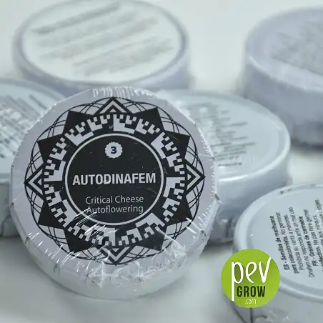 Critical Cheese Auto - Dinafem Seeds