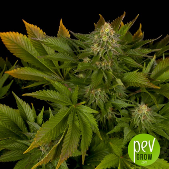 Shark Attack Dinafem Seeds