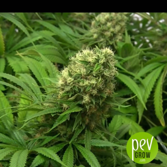 Shark Shock CBD