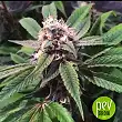 Amnesia Lemon Barney´s Farm - Barneys Farm