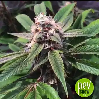 Amnesia Lemon Barney´s Farm - Barneys Farm