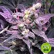 Northern Light Blue (Medicinal) - Delicious Seeds 1