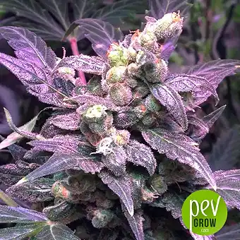 Northern Light Blue (Medicinal) - Delicious Seeds 1
